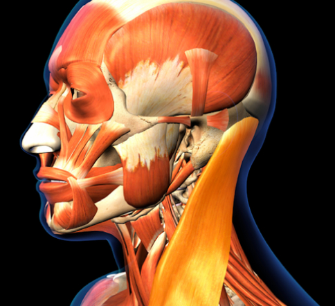 Can Grinding Teeth Lead to Migraines? A Comprehensive Look