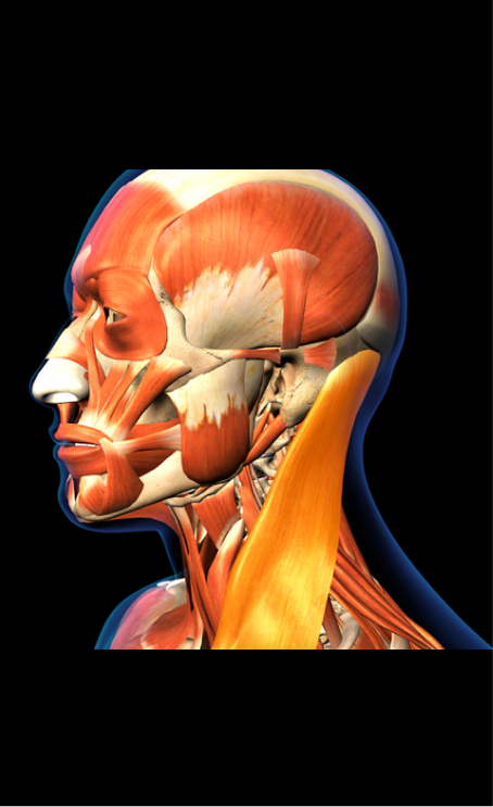Can Grinding Teeth Lead to Migraines? A Comprehensive Look